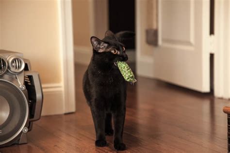 kitten casey|How to Teach a Cat to Fetch .